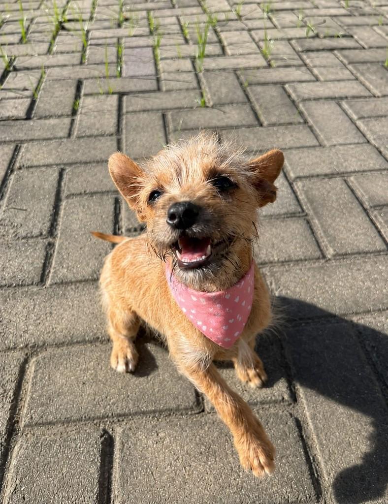 Cloe, cachorro de porte pequeno para adoção em Vitória - ES