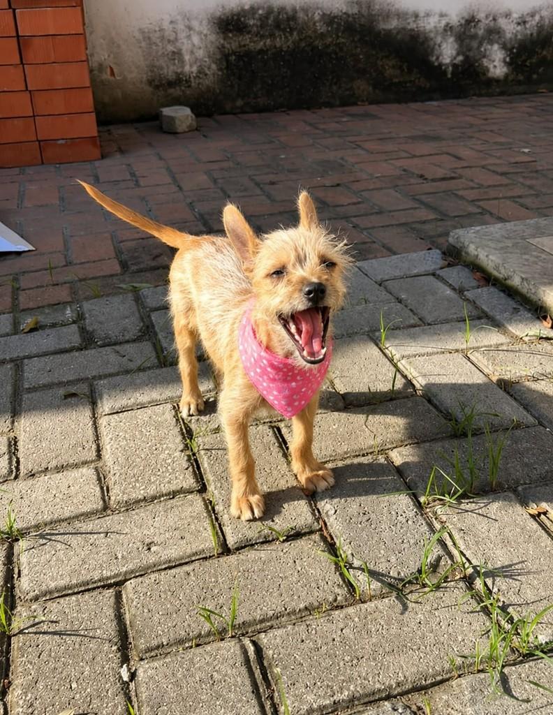 Cloe, cachorro de porte pequeno para adoção em Vitória - ES — foto 2 de 5