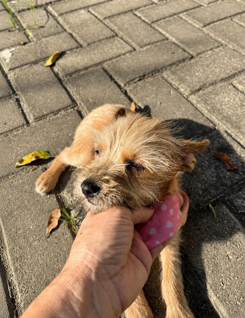 Cloe, cachorro de porte pequeno para adoção em Vitória - ES — foto 3 de 5