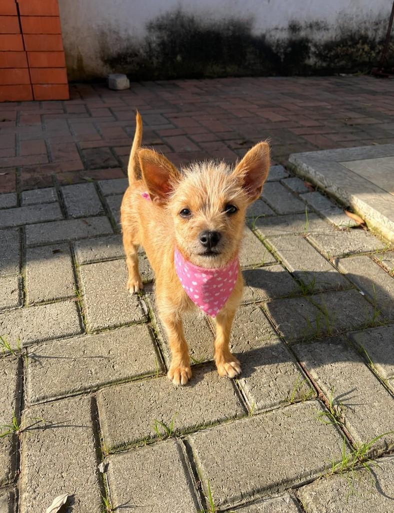 Cloe, cachorro de porte pequeno para adoção em Vitória - ES — foto 4 de 5