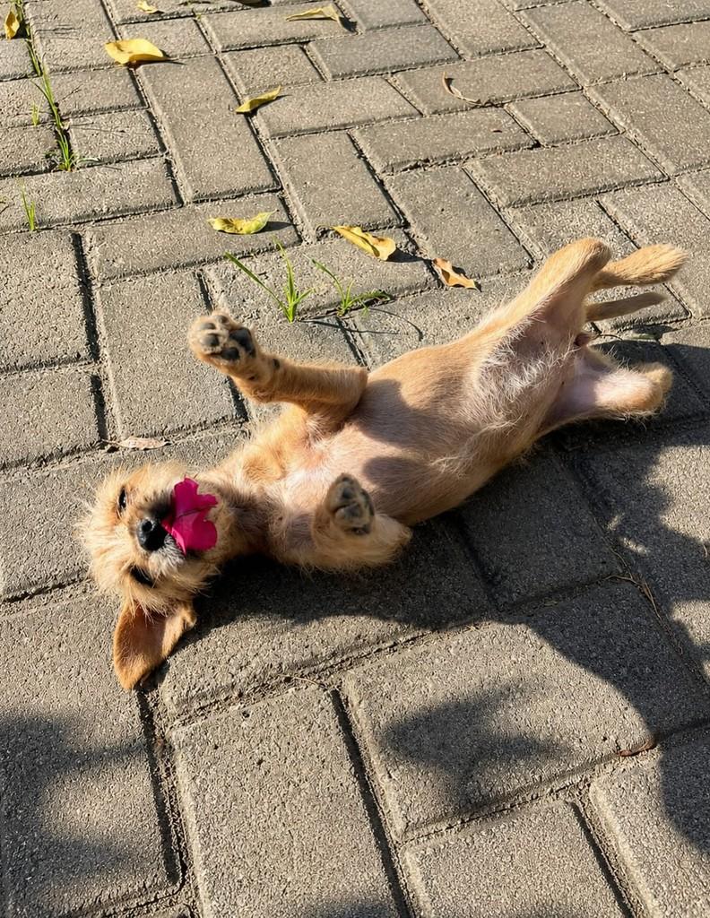 Cloe, cachorro de porte pequeno para adoção em Vitória - ES — foto 5 de 5