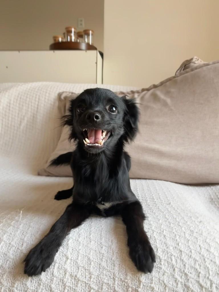 Billy, cachorro de porte pequeno para adoção em Vitória - ES