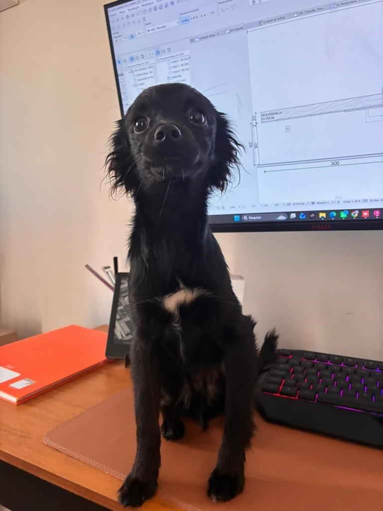 Billy, cachorro de porte pequeno para adoção em Vitória - ES — foto 2 de 5