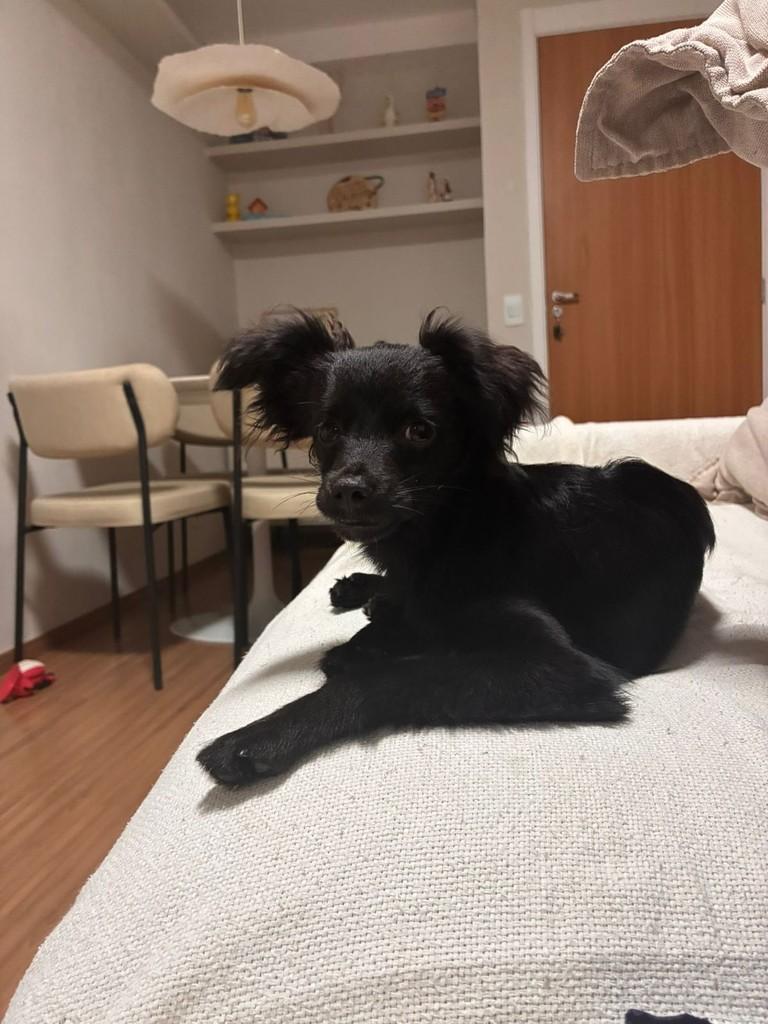 Billy, cachorro de porte pequeno para adoção em Vitória - ES — foto 3 de 5