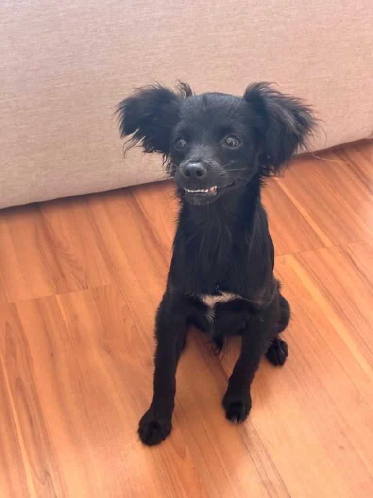 Billy, cachorro de porte pequeno para adoção em Vitória - ES — foto 4 de 5