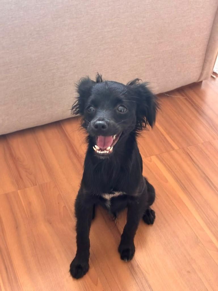 Billy, cachorro de porte pequeno para adoção em Vitória - ES — foto 5 de 5