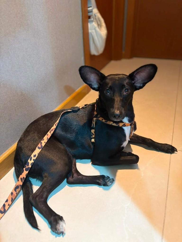 Dorot, cadela de porte médio para adoção em Vitória - ES — foto 3 de 3