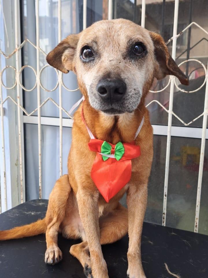Melo, cachorro de porte pequeno para adoção em Vitória - ES
