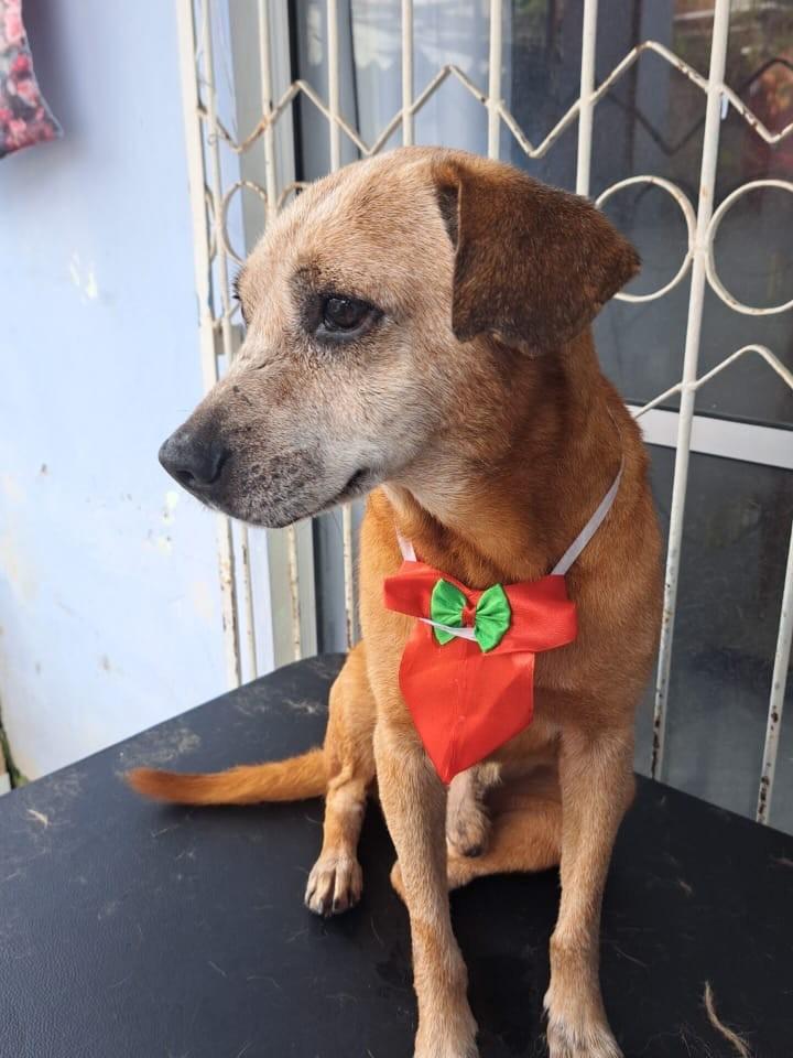 Melo, cachorro de porte pequeno para adoção em Vitória - ES — foto 2 de 4