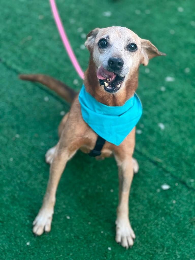 Melo, cachorro de porte pequeno para adoção em Vitória - ES — foto 3 de 4