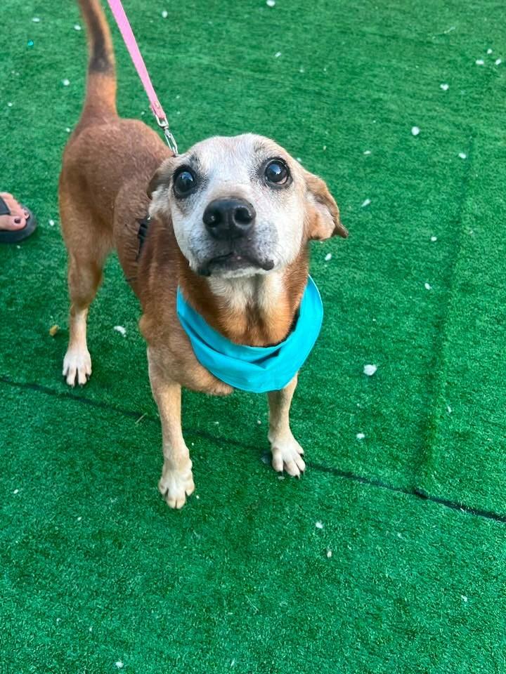 Melo, cachorro de porte pequeno para adoção em Vitória - ES — foto 4 de 4