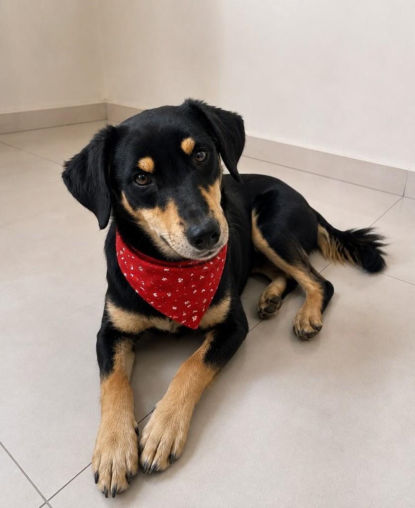 Beethoven, cachorro de porte pequeno para adoção em Vitória - ES