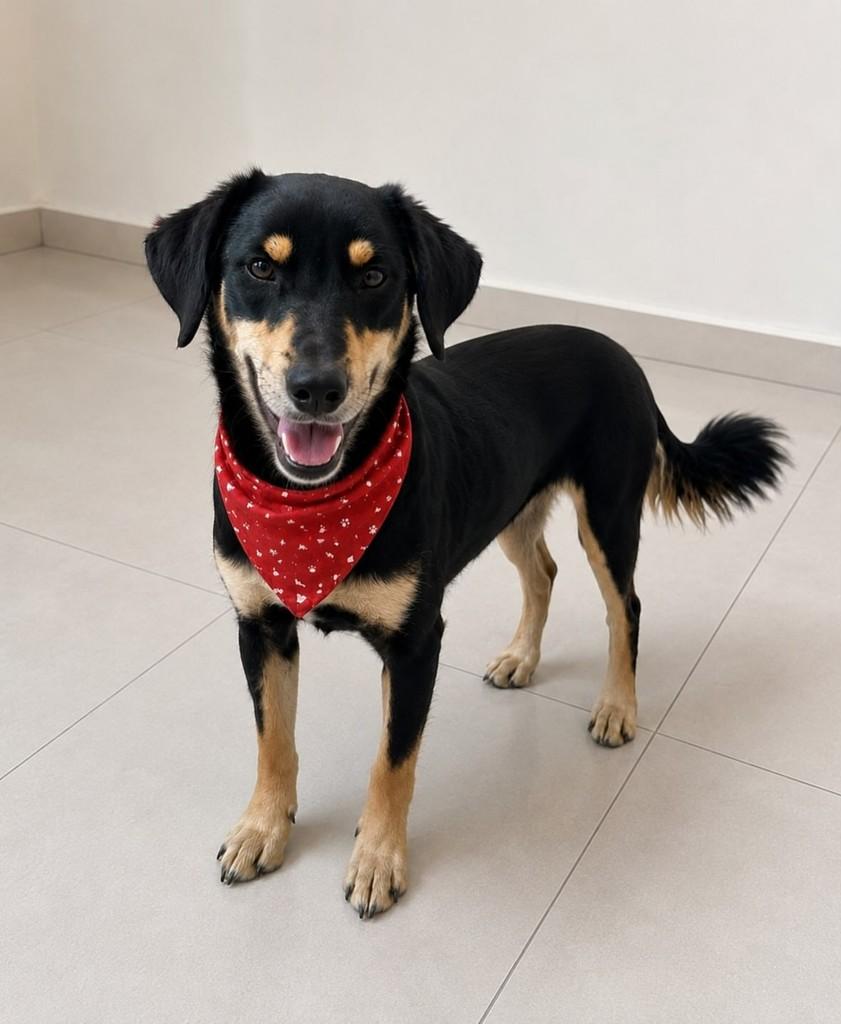 Beethoven, cachorro de porte pequeno para adoção em Vitória - ES — foto 2 de 3
