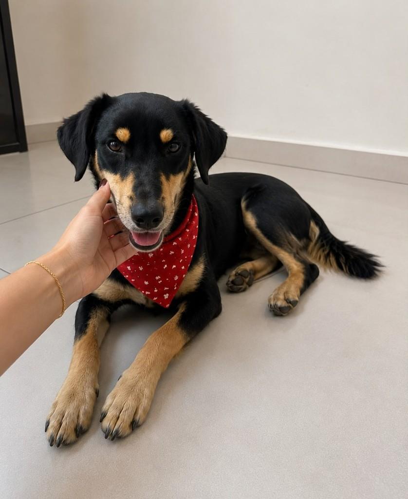 Beethoven, cachorro de porte pequeno para adoção em Vitória - ES — foto 3 de 3
