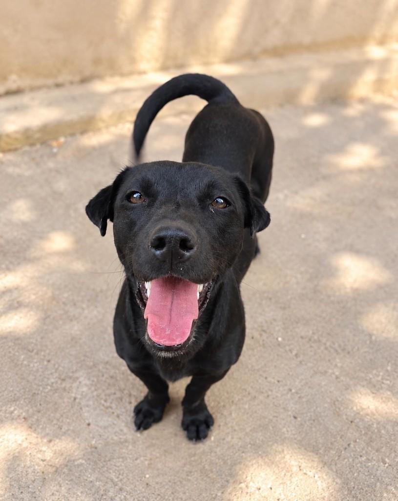Luna, cadela de porte pequeno para adoção em Vitória - ES
