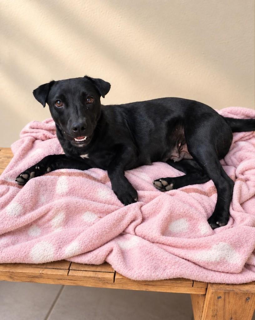 Luna, cadela de porte pequeno para adoção em Vitória - ES — foto 2 de 2