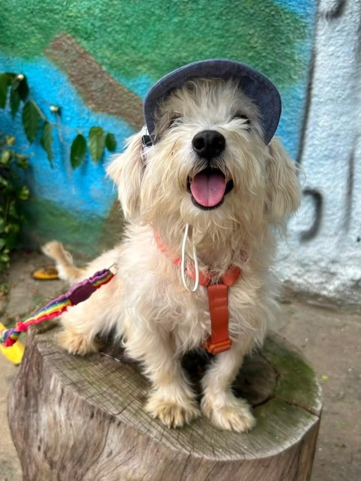 Loui, cachorro de porte pequeno para adoção em Vitória - ES