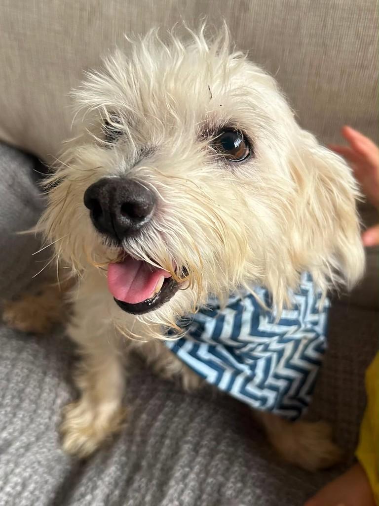 Loui, cachorro de porte pequeno para adoção em Vitória - ES — foto 2 de 3