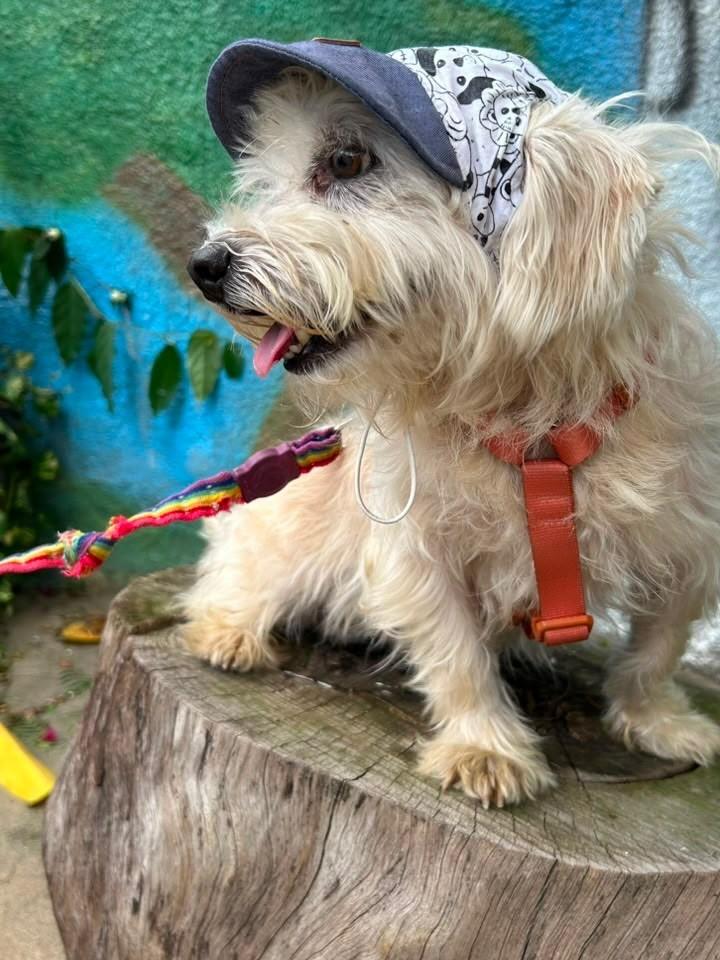 Loui, cachorro de porte pequeno para adoção em Vitória - ES — foto 3 de 3