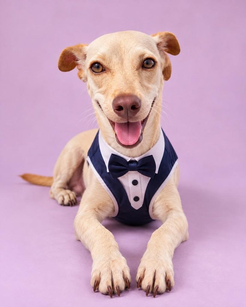 Bentinho, cachorro de porte pequeno para adoção em Vitória - ES