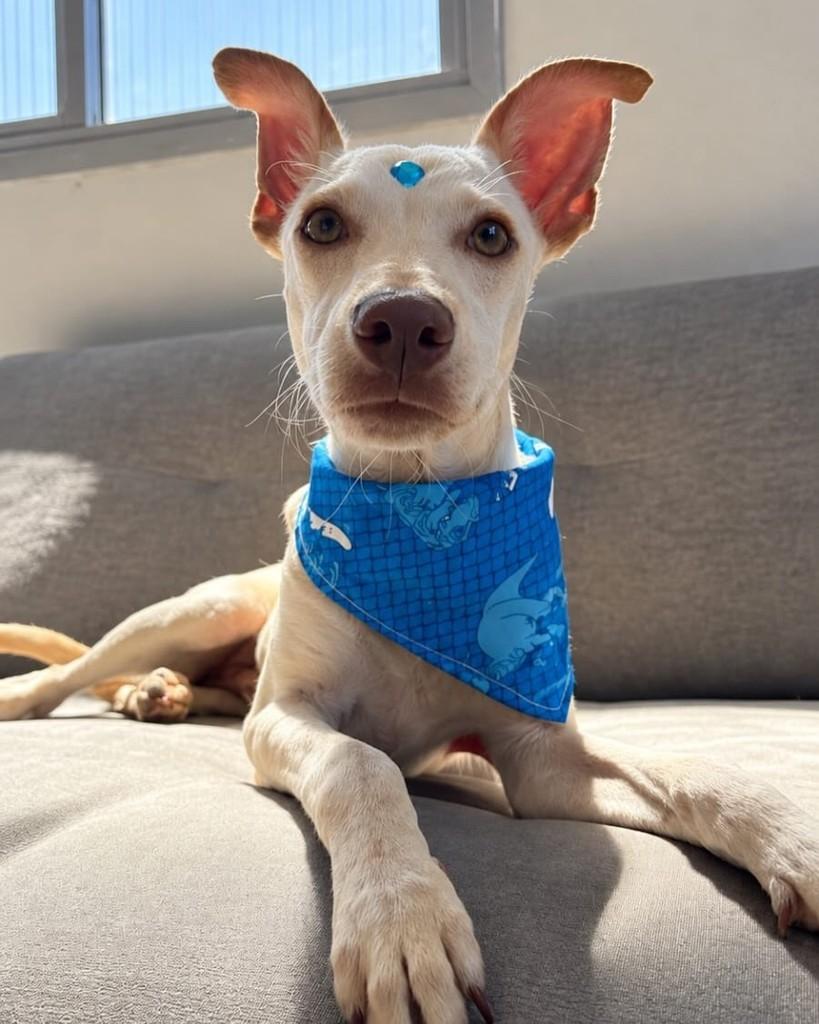 Bentinho, cachorro de porte pequeno para adoção em Vitória - ES — foto 2 de 3
