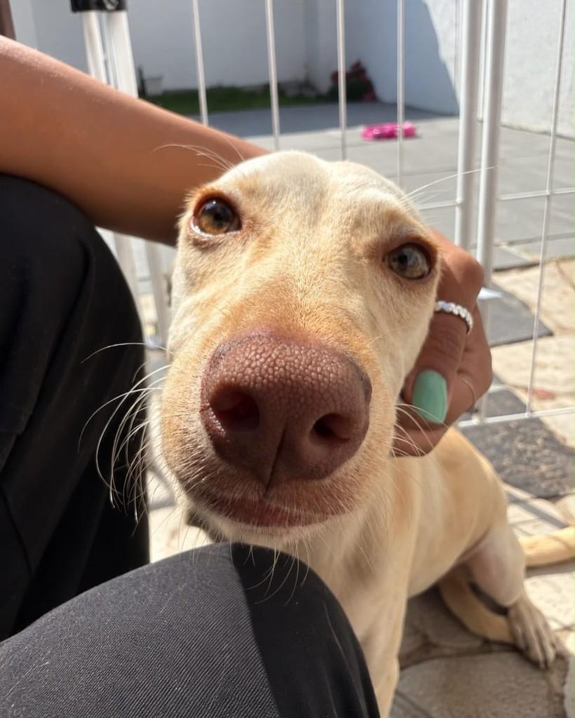 Bentinho, cachorro de porte pequeno para adoção em Vitória - ES — foto 3 de 3