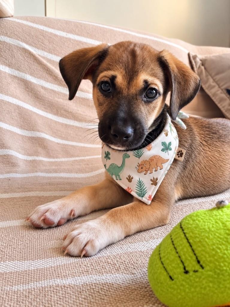 Dudu, cachorro de porte médio para adoção em Vitória - ES