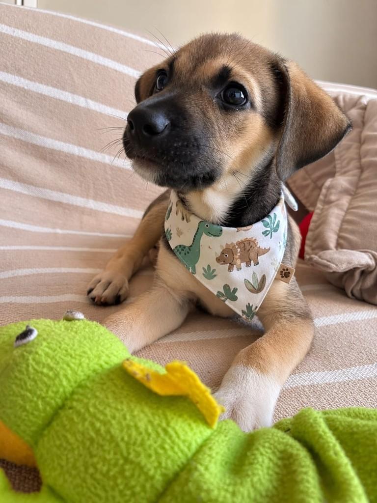 Dudu, cachorro de porte médio para adoção em Vitória - ES — foto 2 de 3