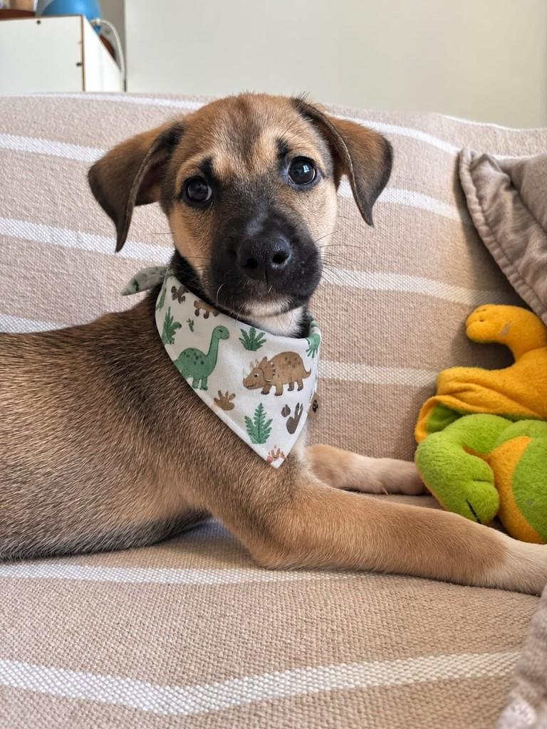 Dudu, cachorro de porte médio para adoção em Vitória - ES — foto 3 de 3