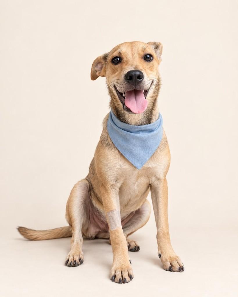 Zé, cachorro de porte médio para adoção em Vitória - ES