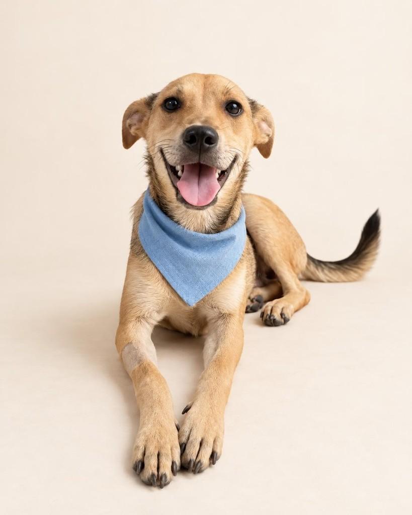 Zé, cachorro de porte médio para adoção em Vitória - ES — foto 2 de 6