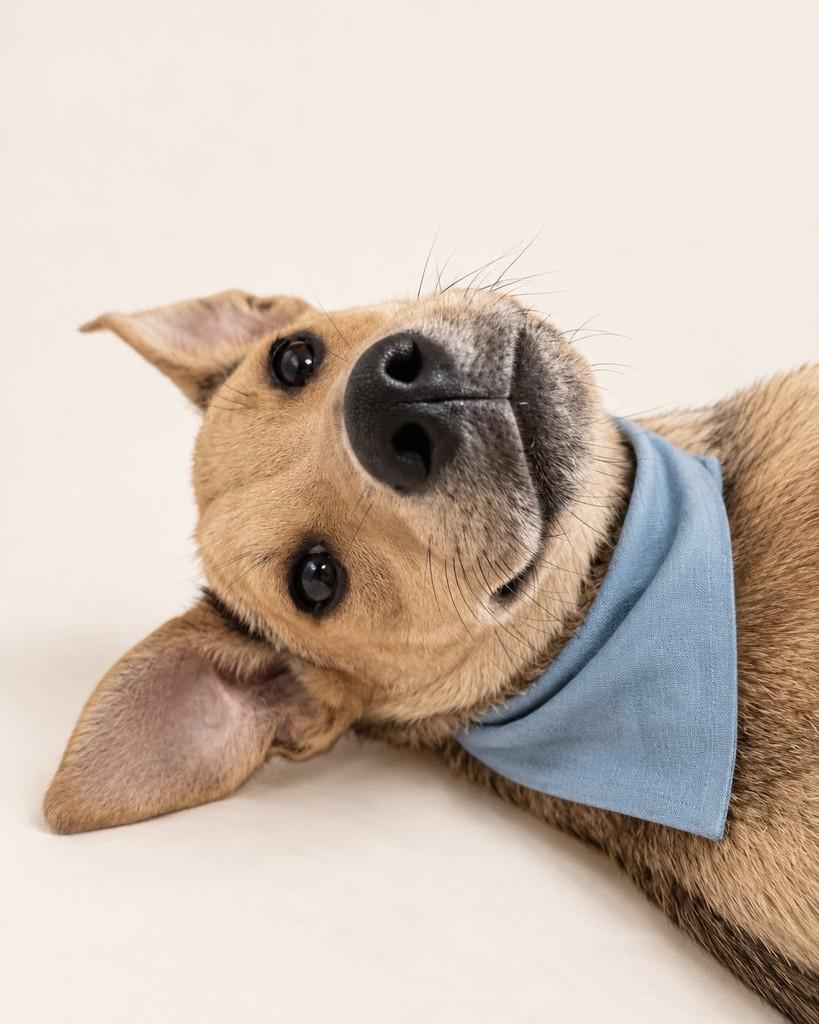 Zé, cachorro de porte médio para adoção em Vitória - ES — foto 3 de 6