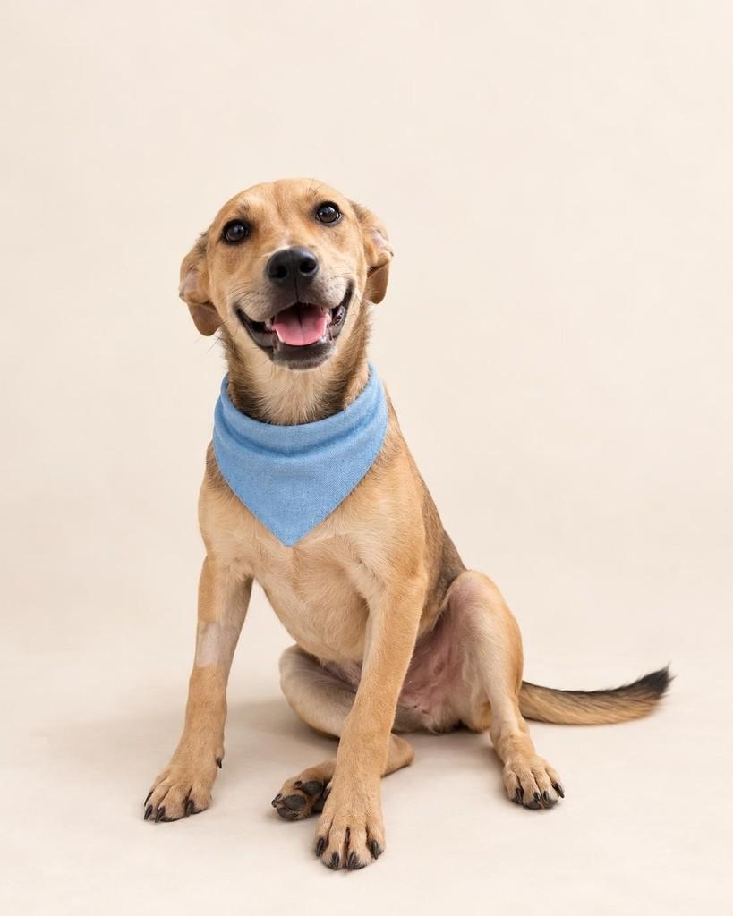 Zé, cachorro de porte médio para adoção em Vitória - ES — foto 4 de 6