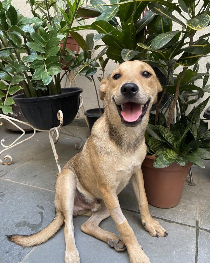 Zé, cachorro de porte médio para adoção em Vitória - ES — foto 5 de 6