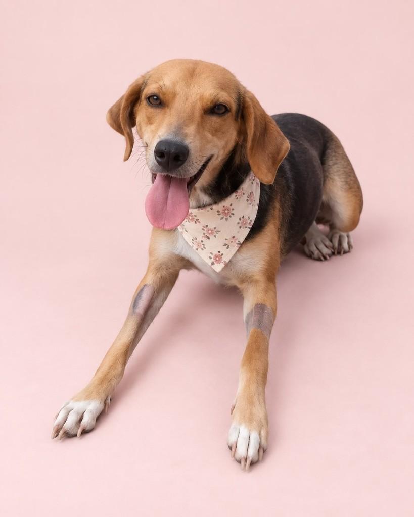 Nina, cadela de porte médio para adoção em Vitória - ES
