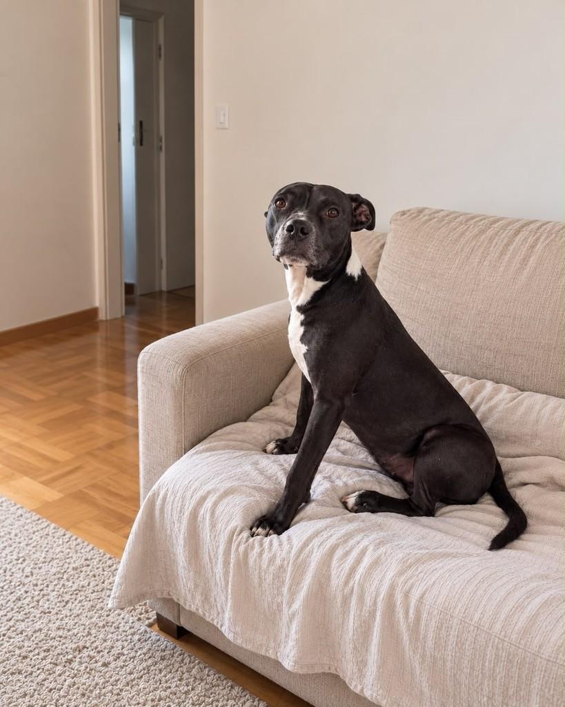 Bradock, cachorro de porte médio para adoção em Vitória - ES — foto 3 de 3