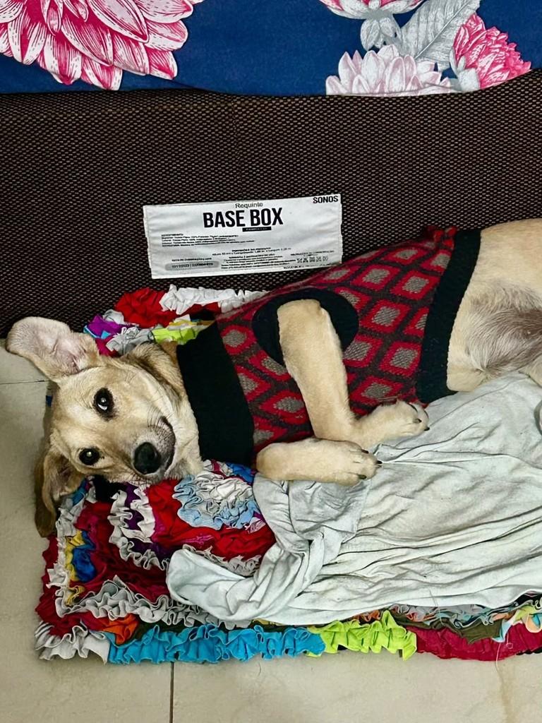 Lilica, cadela de porte pequeno para adoção em Vitória - ES