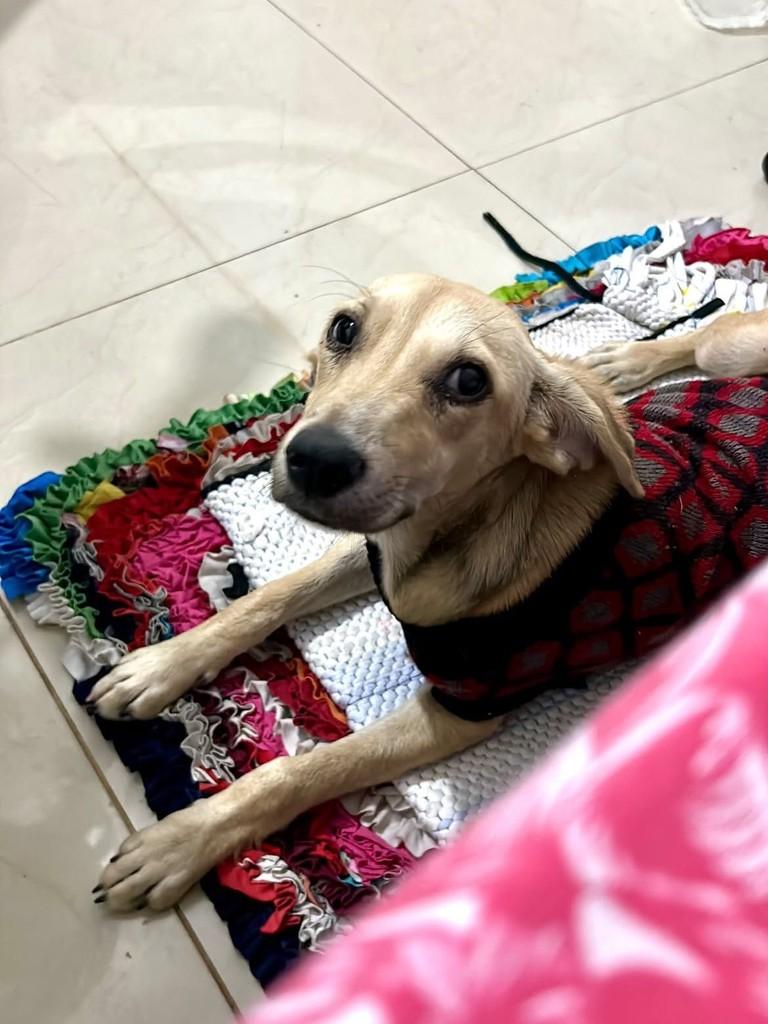 Lilica, cadela de porte pequeno para adoção em Vitória - ES — foto 2 de 4