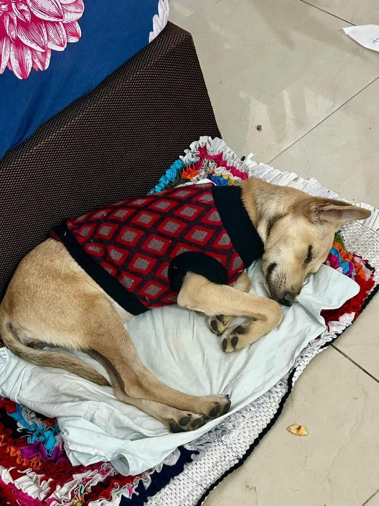 Lilica, cadela de porte pequeno para adoção em Vitória - ES — foto 3 de 4