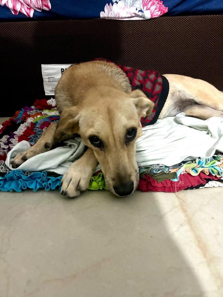 Lilica, cadela de porte pequeno para adoção em Vitória - ES — foto 4 de 4