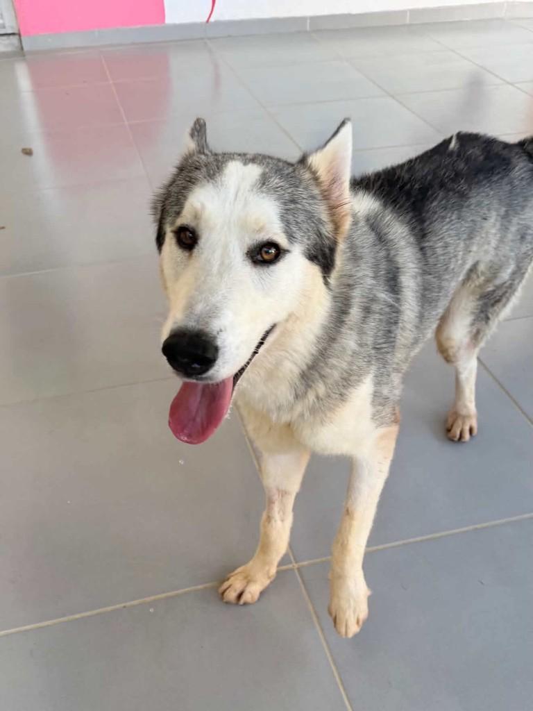 Enzo, cachorro de porte grande para adoção em Vitória - ES
