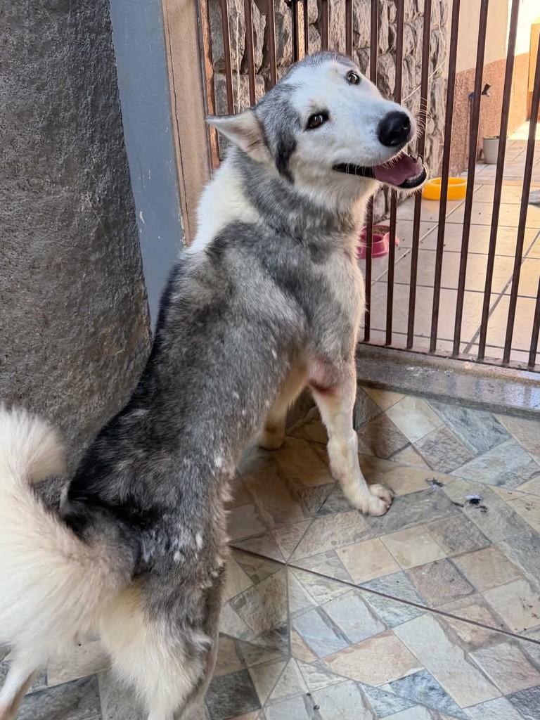 Enzo, cachorro de porte grande para adoção em Vitória - ES — foto 2 de 5