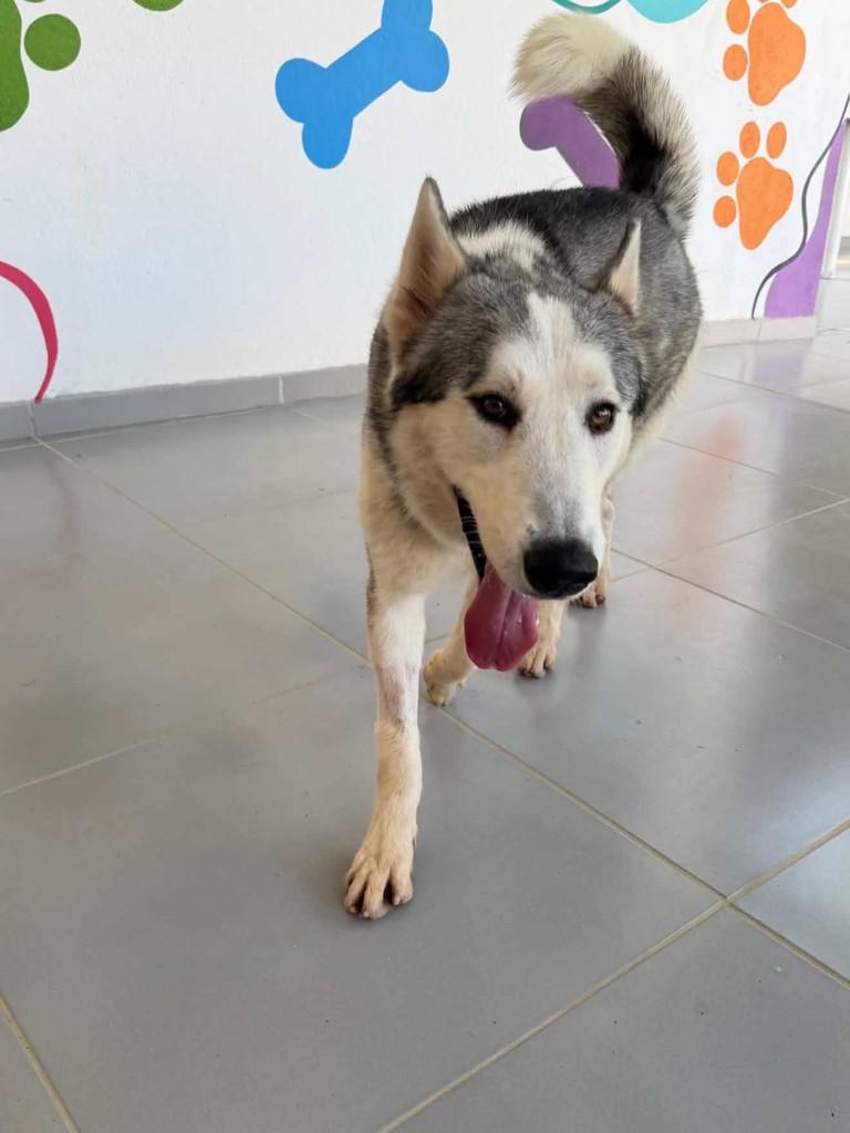 Enzo, cachorro de porte grande para adoção em Vitória - ES — foto 3 de 5