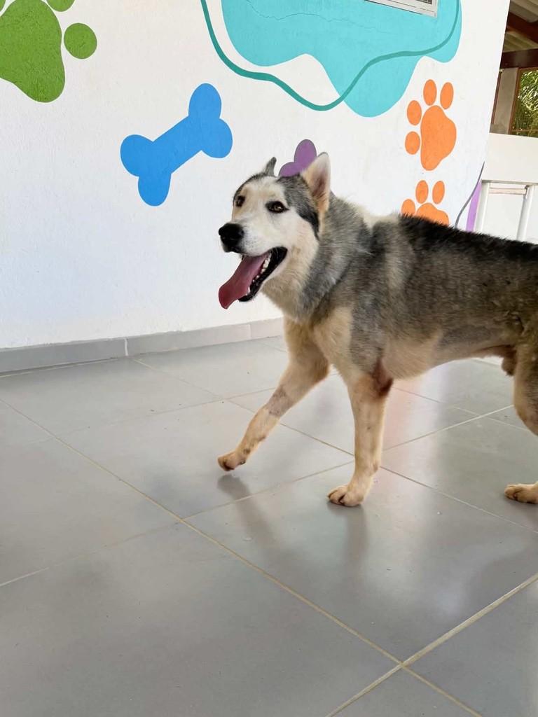 Enzo, cachorro de porte grande para adoção em Vitória - ES — foto 4 de 5