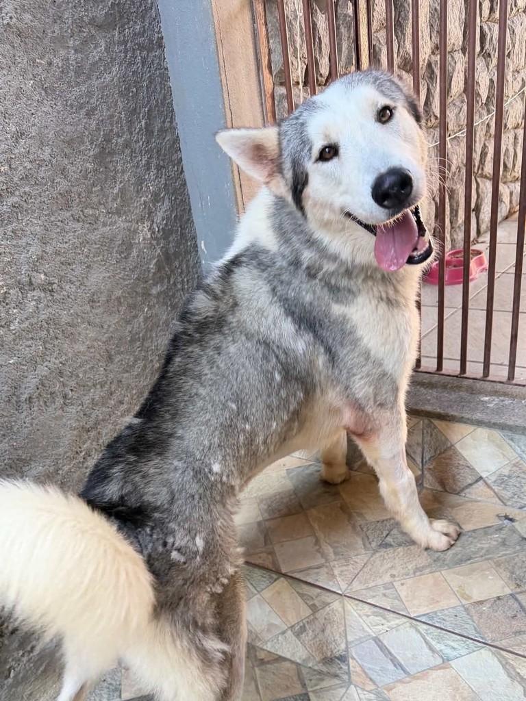 Enzo, cachorro de porte grande para adoção em Vitória - ES — foto 5 de 5