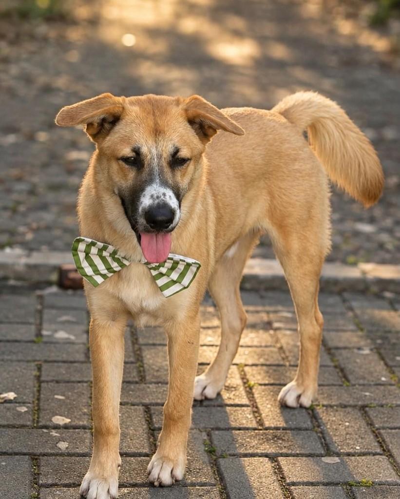 Sheriff, cachorro de porte médio para adoção em Vitória - ES — foto 2 de 4