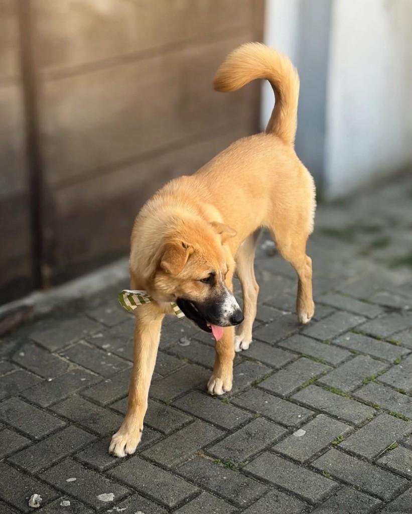 Sheriff, cachorro de porte médio para adoção em Vitória - ES — foto 3 de 4