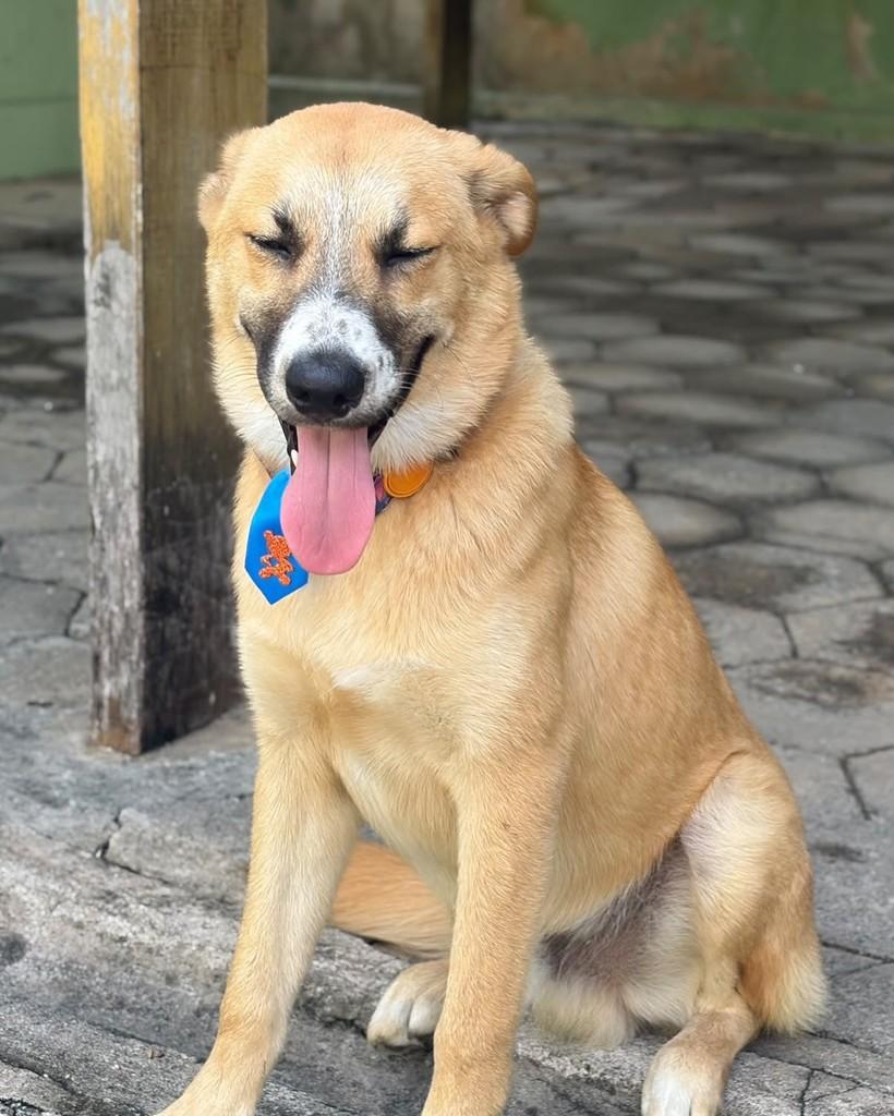 Sheriff, cachorro de porte médio para adoção em Vitória - ES — foto 4 de 4