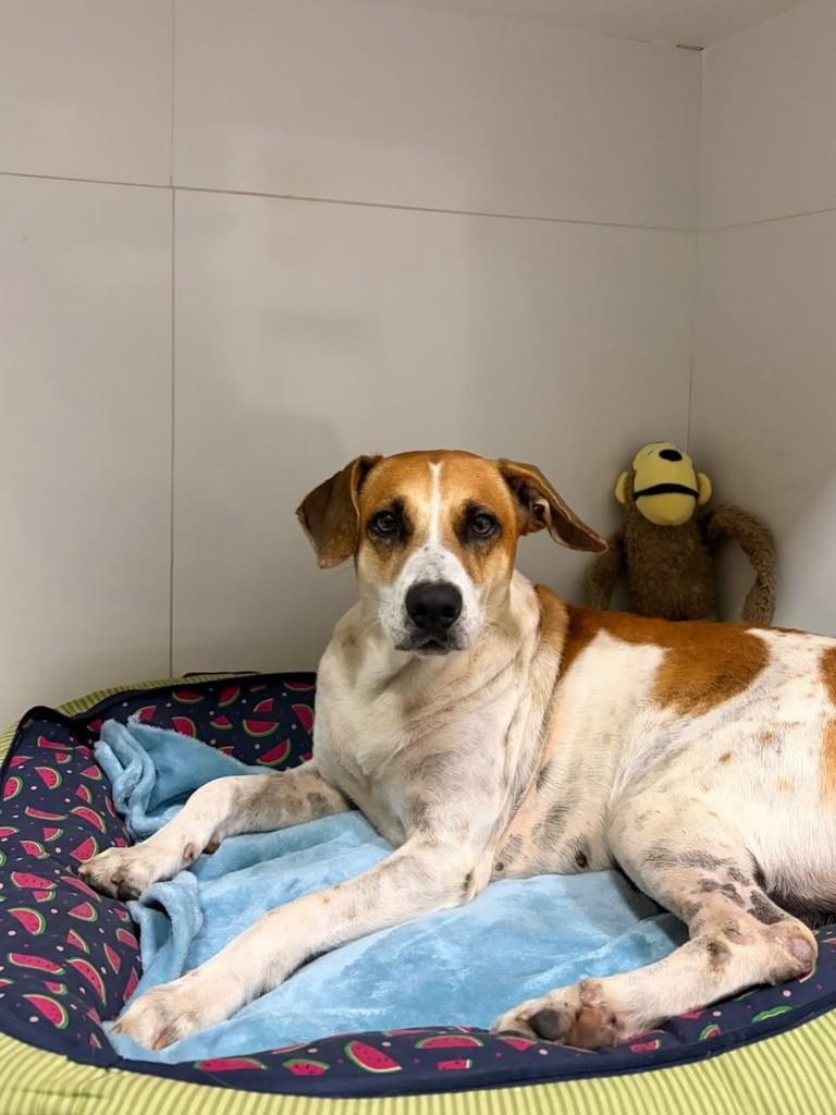 Apollo, cachorro de porte médio para adoção em Vitória - ES