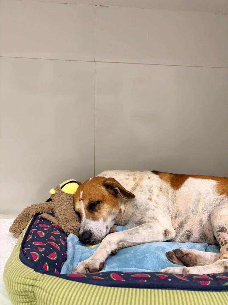 Apollo, cachorro de porte médio para adoção em Vitória - ES — foto 2 de 6